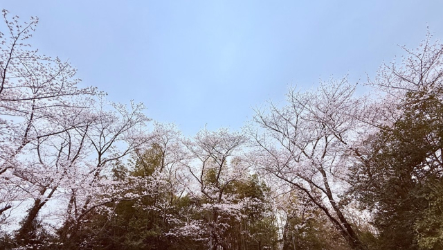 藤白の桜　神山和幸撮影