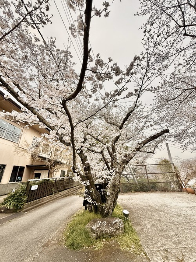 藤白の桜　神山和幸撮影その２
