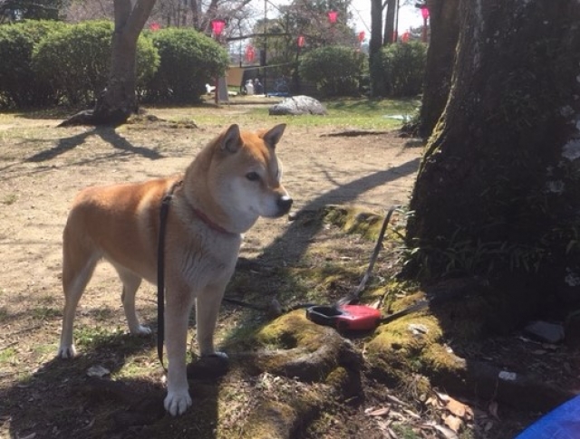 お花見に参加した柴犬「ハル」